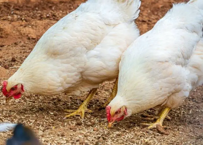 two dekalb ambelink chicken pecking treats