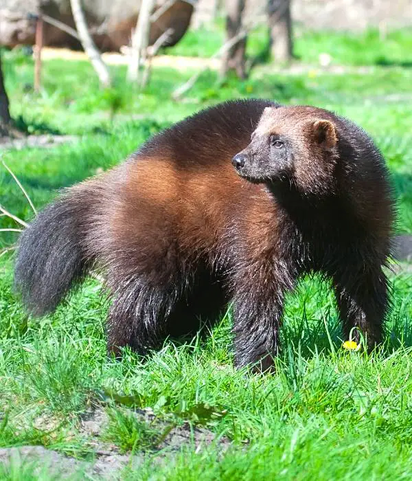 Wolverine are very dangerous if they get inside your chicken coop, they can kill lots of cockerels and pullets