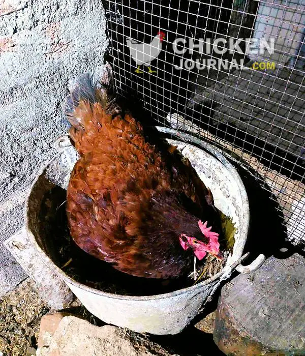 My hybrid hen made an old bucket her nesting coop
