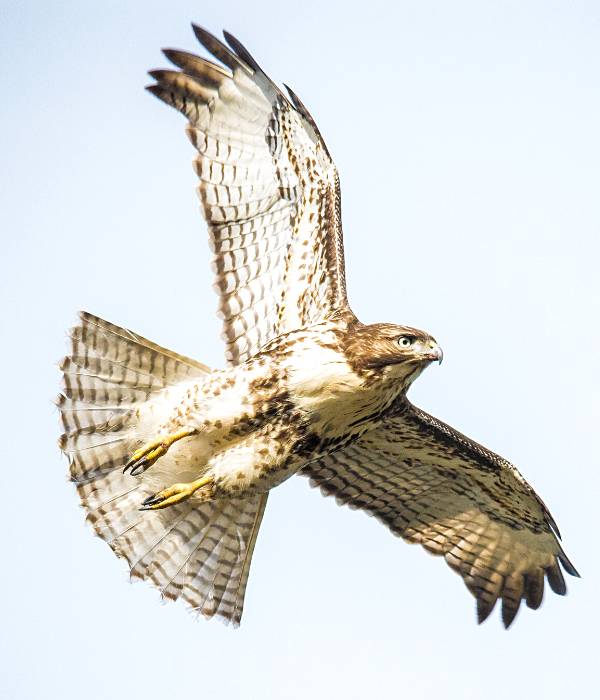 Hawks are one of the top flying chicken predators