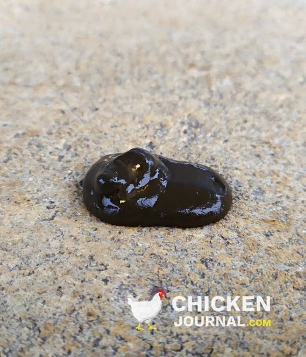 black chicken poop