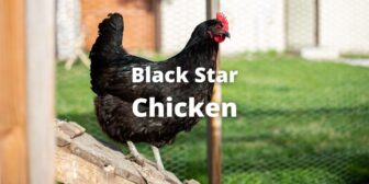Black Star Chicken Breed: Size, Eggs, Color, Chicks, With Pictures