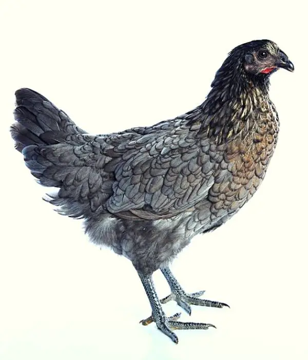 A Blue Delaware chicken