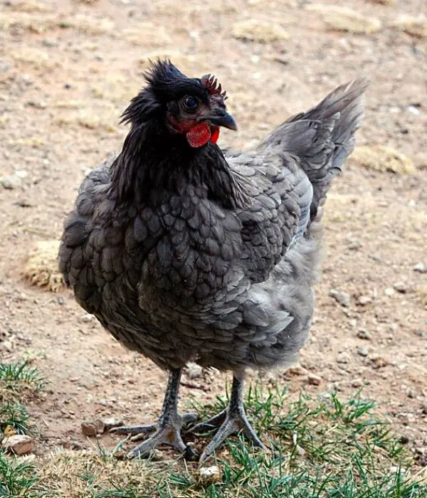 blue plymouth rock chicken