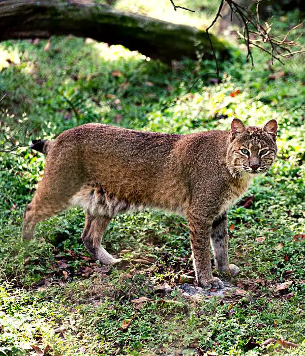 Bobcats are also major chicken killers