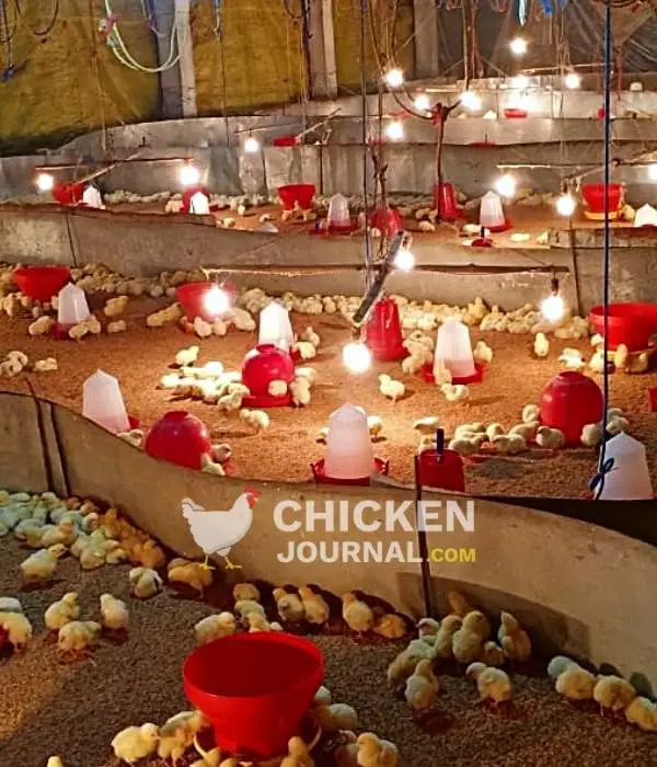 Brooding chicks inside a brooder guard separated, with feeder and waterer