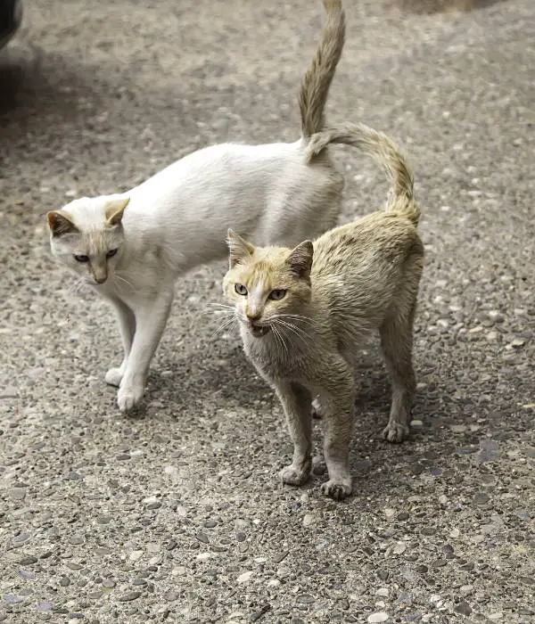 Cats are small, but they are one of the top chicken predators