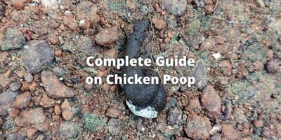 how long is chicken poop dangerous