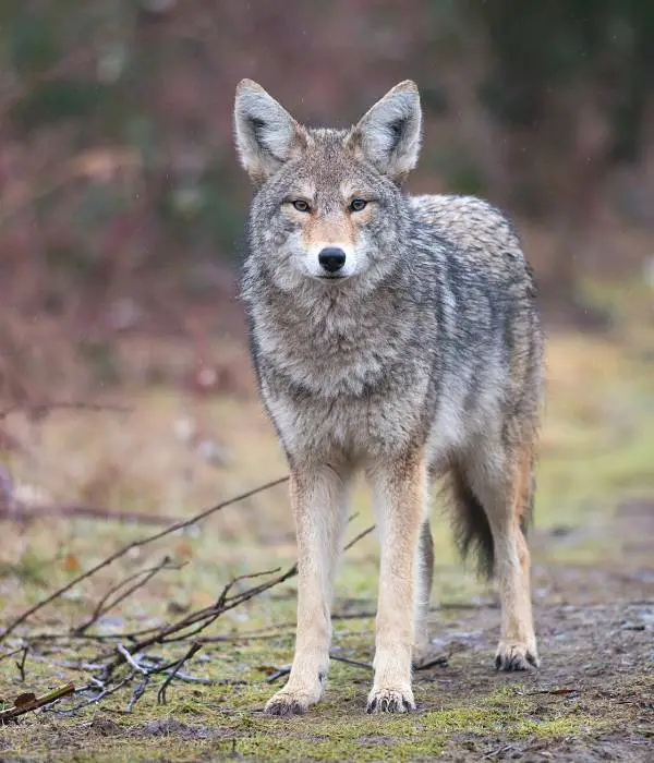 Coyotes are one of the major chicken predators