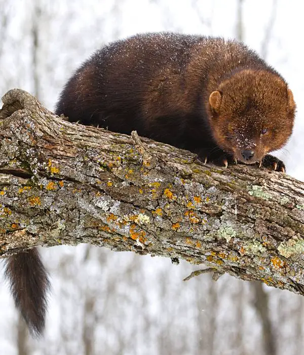 Fisher cats and pine martens attack chickens kill them and eat