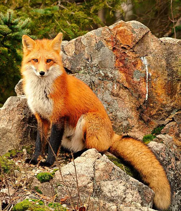 fox are major chicken predators