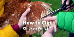 How to Clip Chicken Wings? - To Stop Their Flying