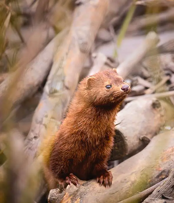 Minks are chicken killers that can attack both mature and baby chickens