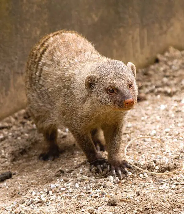 Mongoose can also kill chickens and eat  eggs