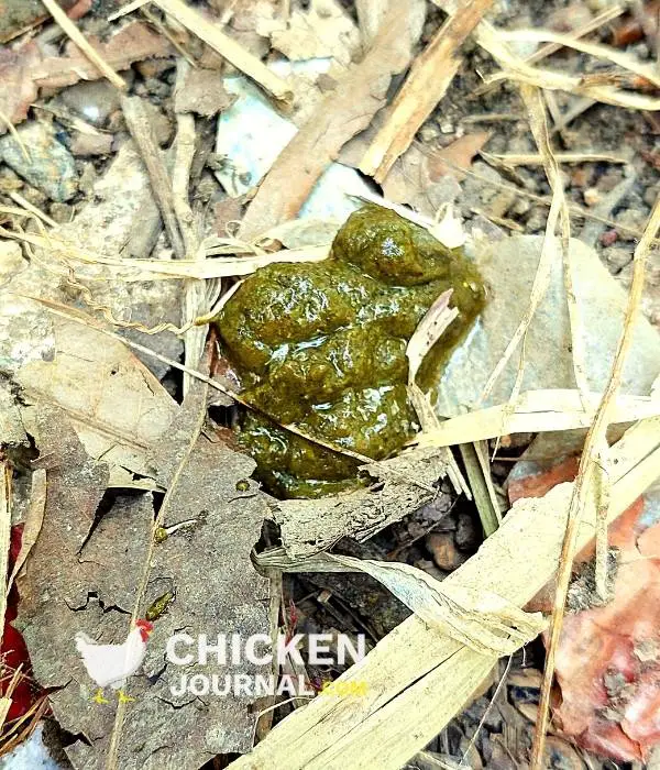 green chicken poop