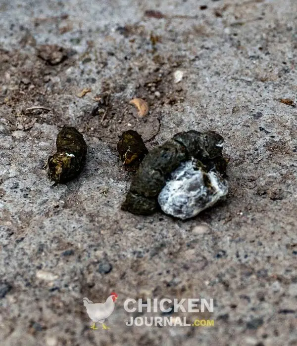 normal healthy chicken poop