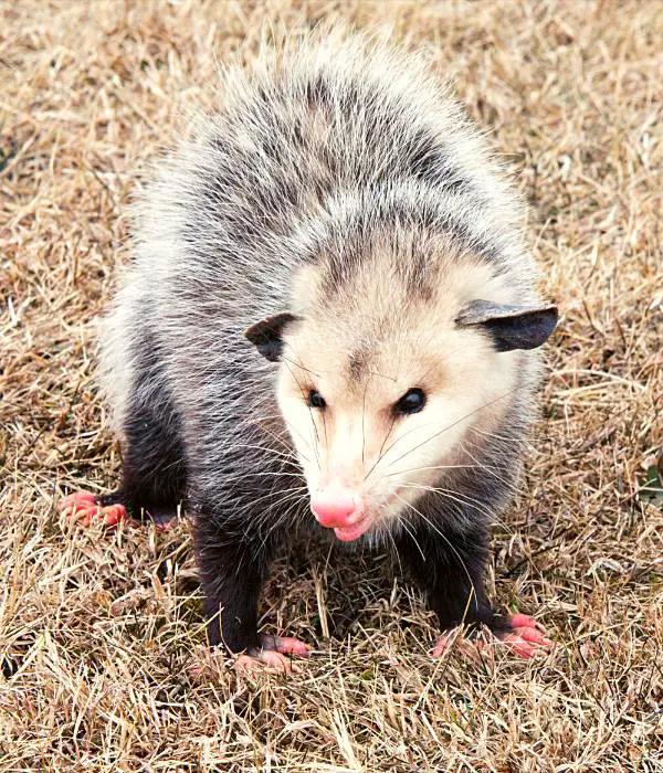 Opossums are also chicken killers