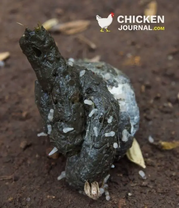 pinworms in chicken poop