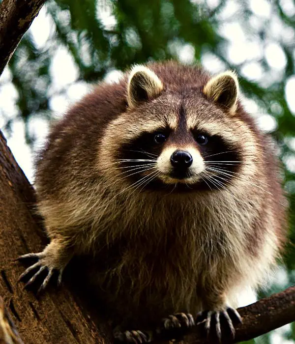 Raccoons attacks chickens