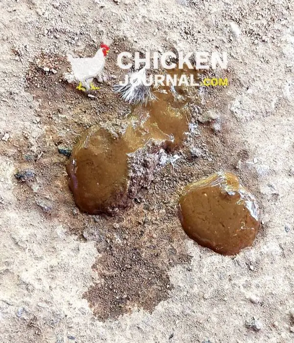 runny brown chicken poop