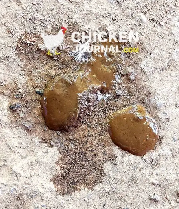 Chicken Poop 101 What's Normal and What's Abnormal