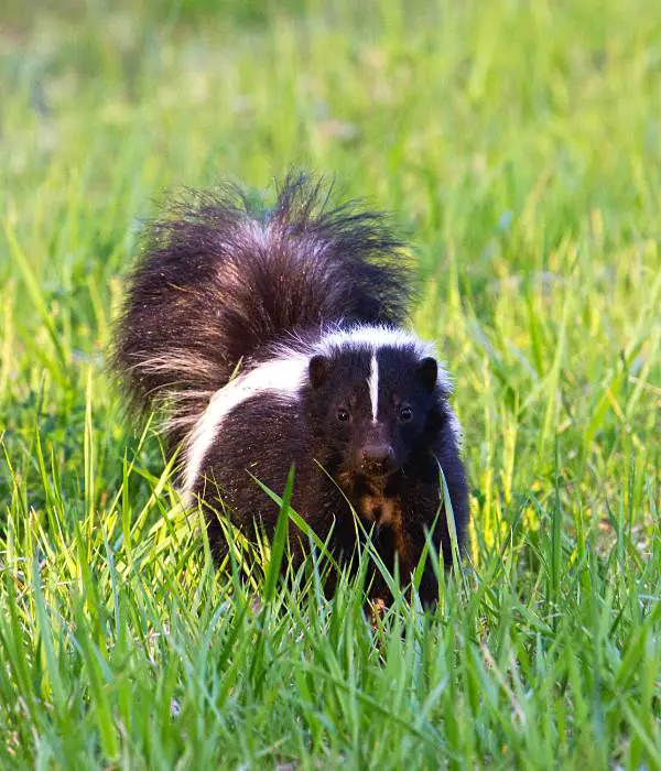 Skunks also attacks chickens