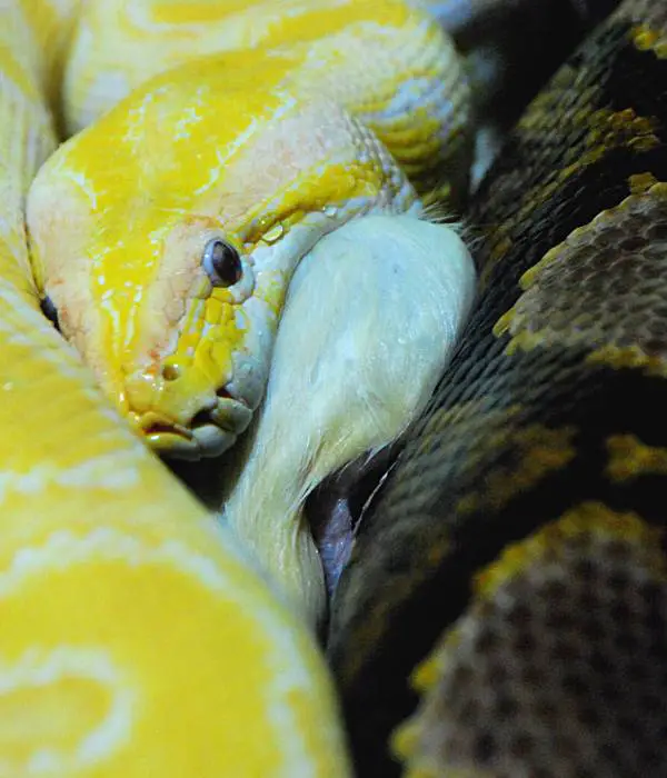 Snakes are major threat to baby chicks and chicken eggs