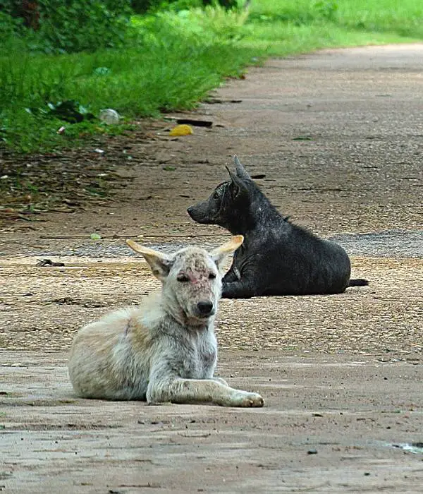 Stray dogs mostly kill all free-ranging chickens