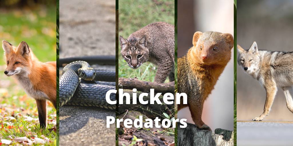 21 Top Chicken Predators : Identification Signs & Prevention Tips
