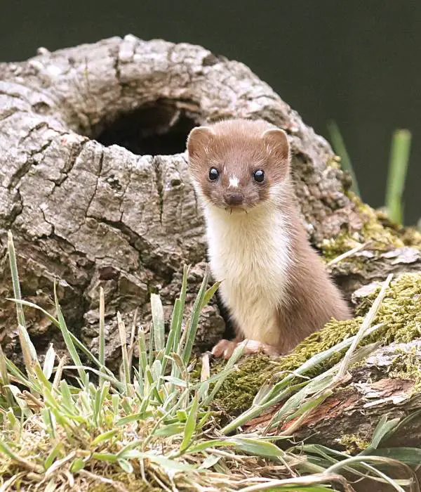 Weasels can eat chicken feed, eggs and baby chicks