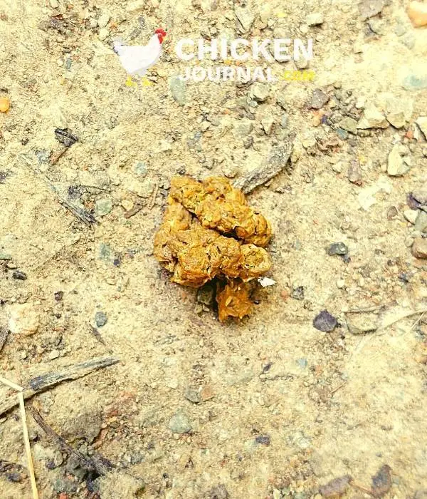 yellow healthy chicken droppings
