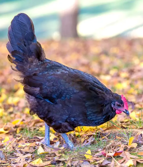 Black Australorp foraging