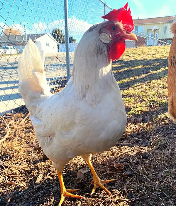 Leghorn hens are one of the best white egg laying chickens