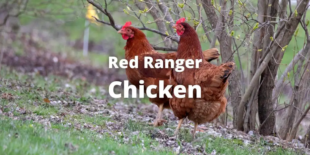 Red Ranger Chicken: Eggs, Height, Size, and Raising Tips