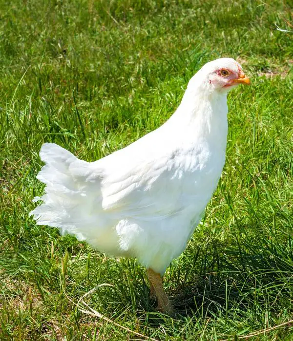 The Advantages of Breeding and Raising White Rock chickens