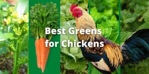 17 Best Greens for Chickens To Feed