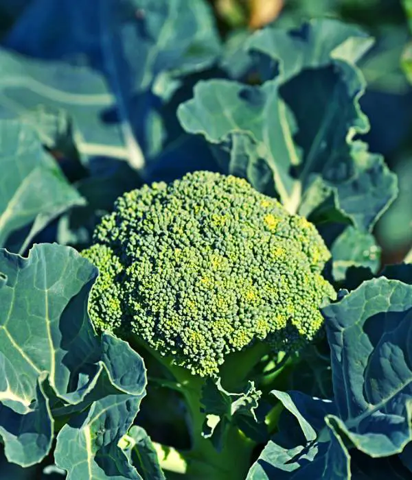 Broccoli and leaves are healthy for chickens