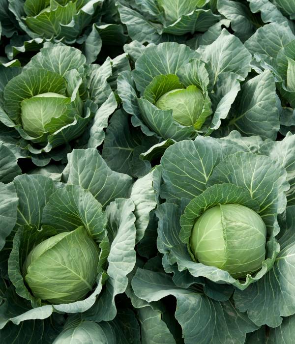 cabbage for chickens