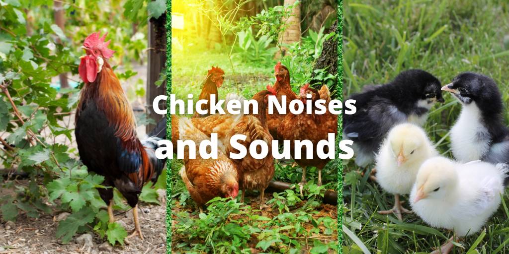 Chicken Noises and Sounds (Understand How Chickens Talk)
