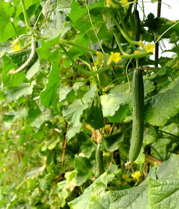 cucumber for poultry flocks