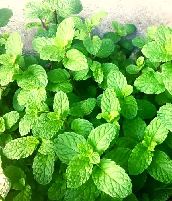 mint leaves feeding to chickens