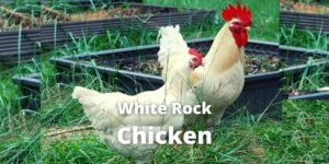 White Rock Chicken: Eggs, Height, Size, and Raising Tips