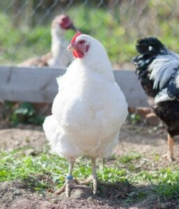 White Rock Chicken: Breed Guide, Eggs, Height, Size, Care