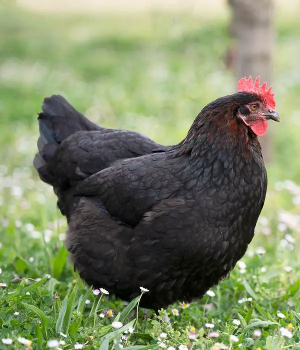 Black Maran Chicken