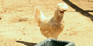Buff Laced Polish Chicken: Other Variety, Color, Eggs, Size, Pictures and More