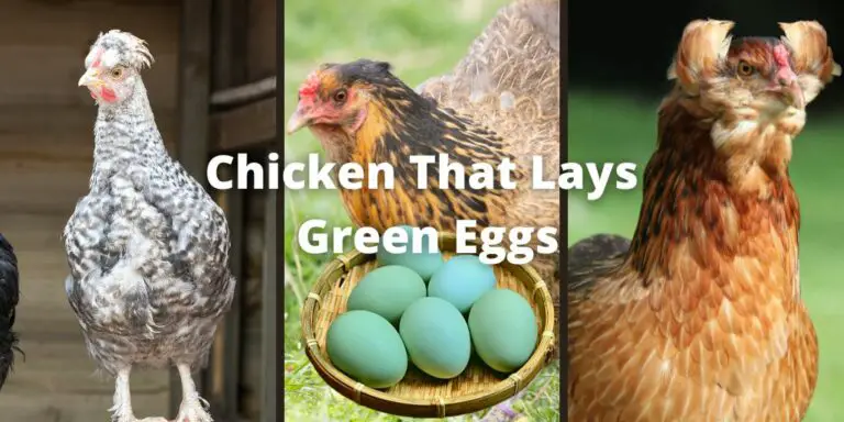 Chicken That Lays Green Eggs