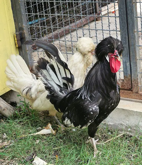 houdan is a popular french chickens