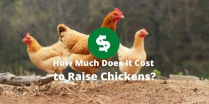 How Much Does It Cost to Raise Chickens?