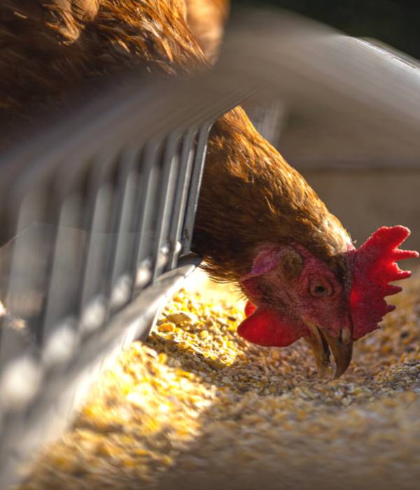 How Much Does it Cost to Feed Chickens?