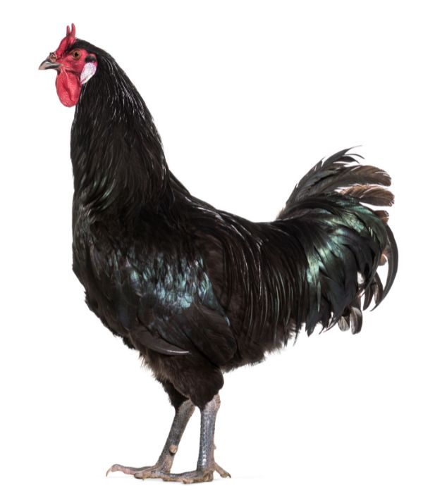 a popular La Flèche chicken from france origin